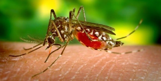 Insektfælder: Myg, bananfluer, hvepse og bier
